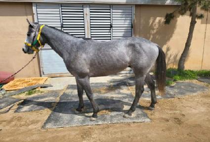 Ȳ�� ����