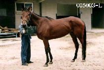 ǳ�� (PUNG JAK) ����