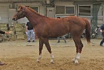 �ĸ�Ű�콺 (FARCIARZ) ����