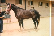 ������ (CHEUK BYEUK GA) ����