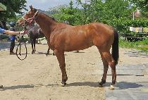 ��������� (HERO JILJU) ����