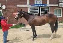 ���� (U PING) ����