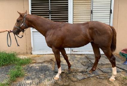 �غ����̾� ����