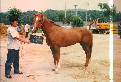 ÷���� ����