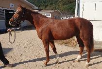 �ڽ���ġ (NELSON TOUCH) ����