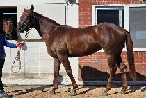 ��󺸽�ȭ (BRAVO SINHWA) ����