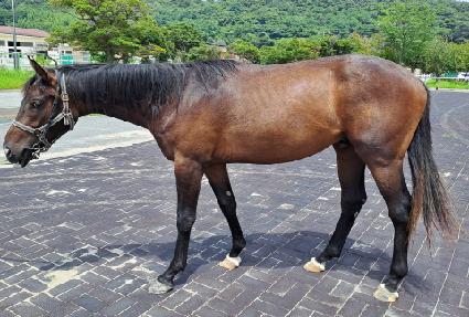 ���̱۽�ī�� ����