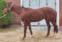 ������ (HOT CHANCE) ����