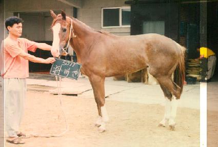 Ȳ�Ż� ����