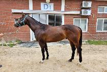 ũ���������� (CRAZY LEO) ����