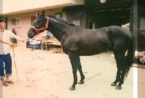 ��Ÿ���� (STAR FOX) ����