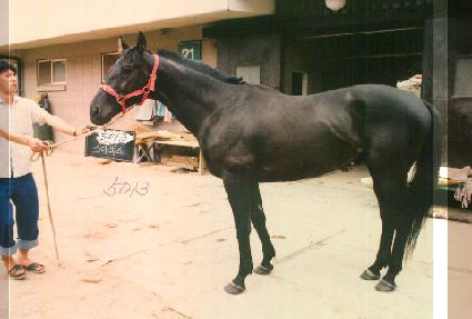 ��Ÿ���� ����