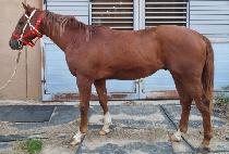 �巡�����̾� (DRAGON FIRE) ����