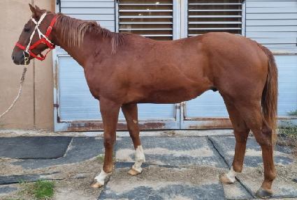 �巡�����̾� ����