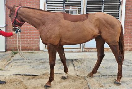 ������巡�� ����