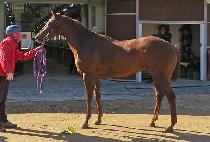 ����Ʈ����Ʈ (SERGEANT LIGHT) ����