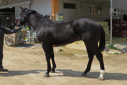 �ݾƸ���ͽ� ����