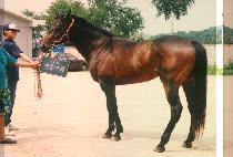 ����õ�� (YEONG WOONG CHEON HA) ����