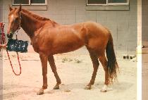 �������� (YOUNG WOONG BON SAEK) ����