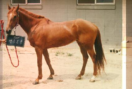 �������� ����