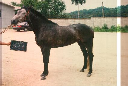 �ָ� ����