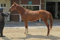 ������� (LONDON GOLD) ����