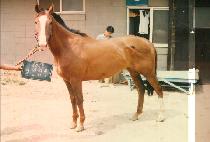 ���ڶܹ��� (NALSSAEN DDUIMBAKI) ����