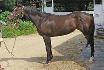 ��Ŭ���Ÿ (ECLAIR STAR) ����