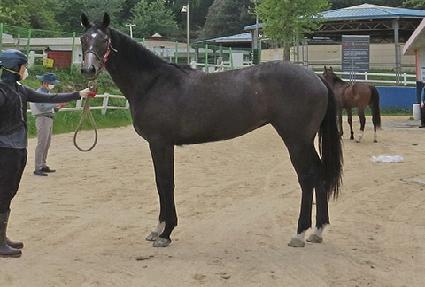 �ö��׽�Ÿ ����