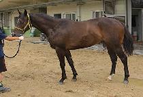 ��ε��� (MELODY CHARM) ����