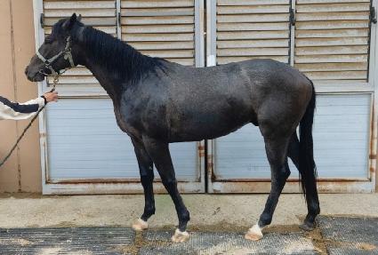 ���������� ����