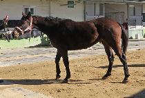 ���̾�Ʈ���� (QUIET BLUE) ����