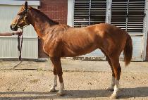 ���̾���� (LION BLUE) ����