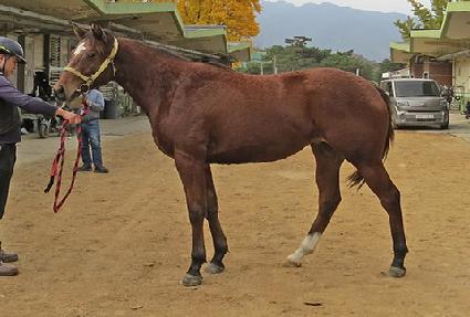 ȿ���� ����