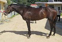 �ַ��� (SOLAIRE) ����