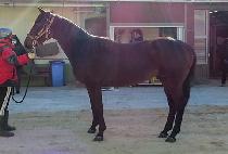 ������ (LEGAL CHARM) ����