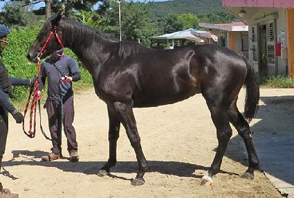 ���������� ����