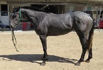 �������� (BEOLGYO CHADOL) ����