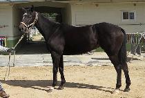 ����ũ���� (AWESOME CREDIT) ����