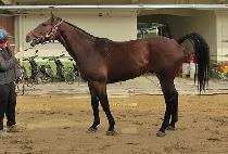 ���ǵ�ī�� (SPEED CARA) ����