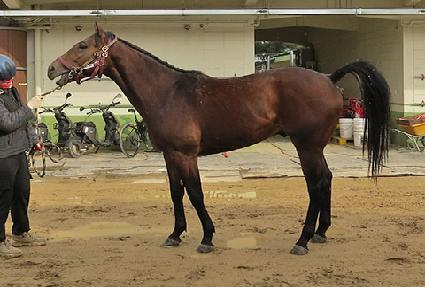 ���ǵ�ī�� ����