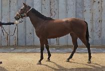 ����ī��� (LOVE COWGIRL) ����