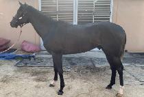 ���̿��帮�� (I AM DREAMER) ����