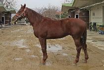 ��Ͻ�Ÿ (YONGAM STAR) ����