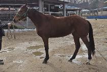 Ŀ�ǵ���� (COMMAND BLUE) ����