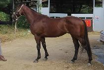 ���̿���ŸƮ (K N START) ����