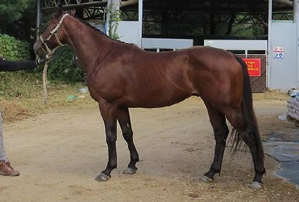 ���̿���ŸƮ ����