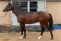 ��Ʈ�պ����� (STRONG BELIEF) ����