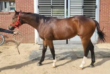 �ε����۷θ� ����