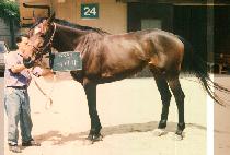 ���� (SADIRA) ����